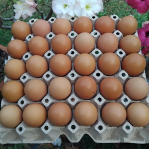 ไข่ไก่อารมณ์ดี เบอร์ 2